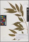 Foto von Salix fragilis L.